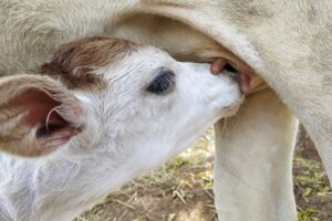 calf feeding TMR