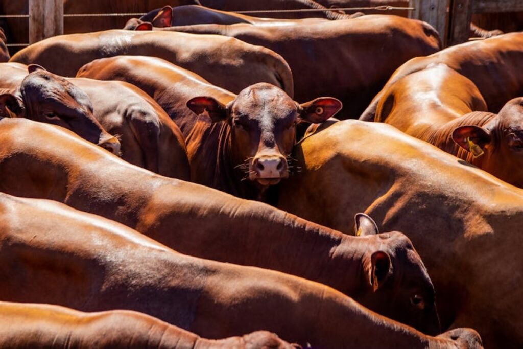 cattle crush