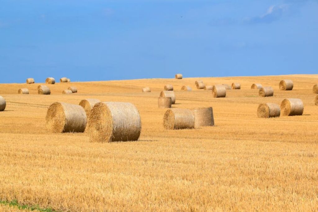straw bales field