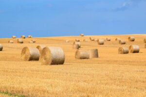 straw bales field