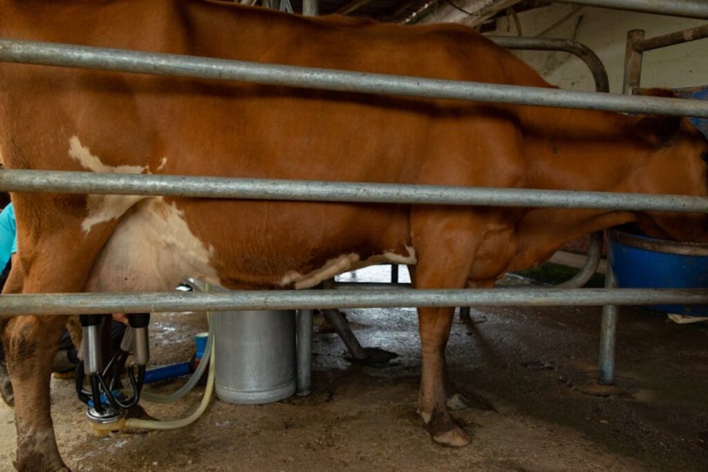 cow milking pasture