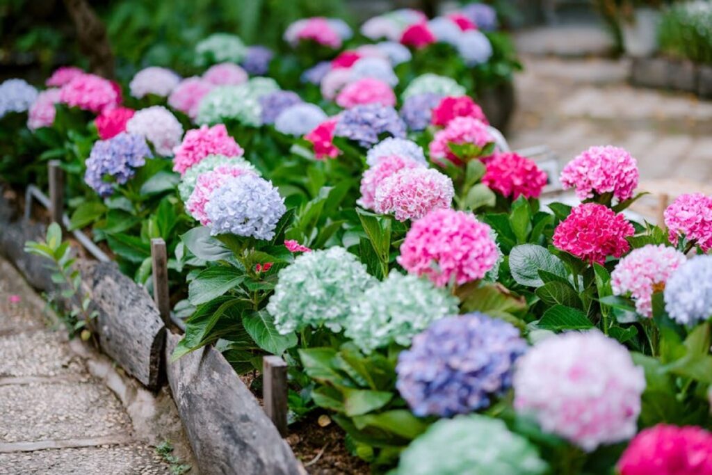 hydrangea garden planting