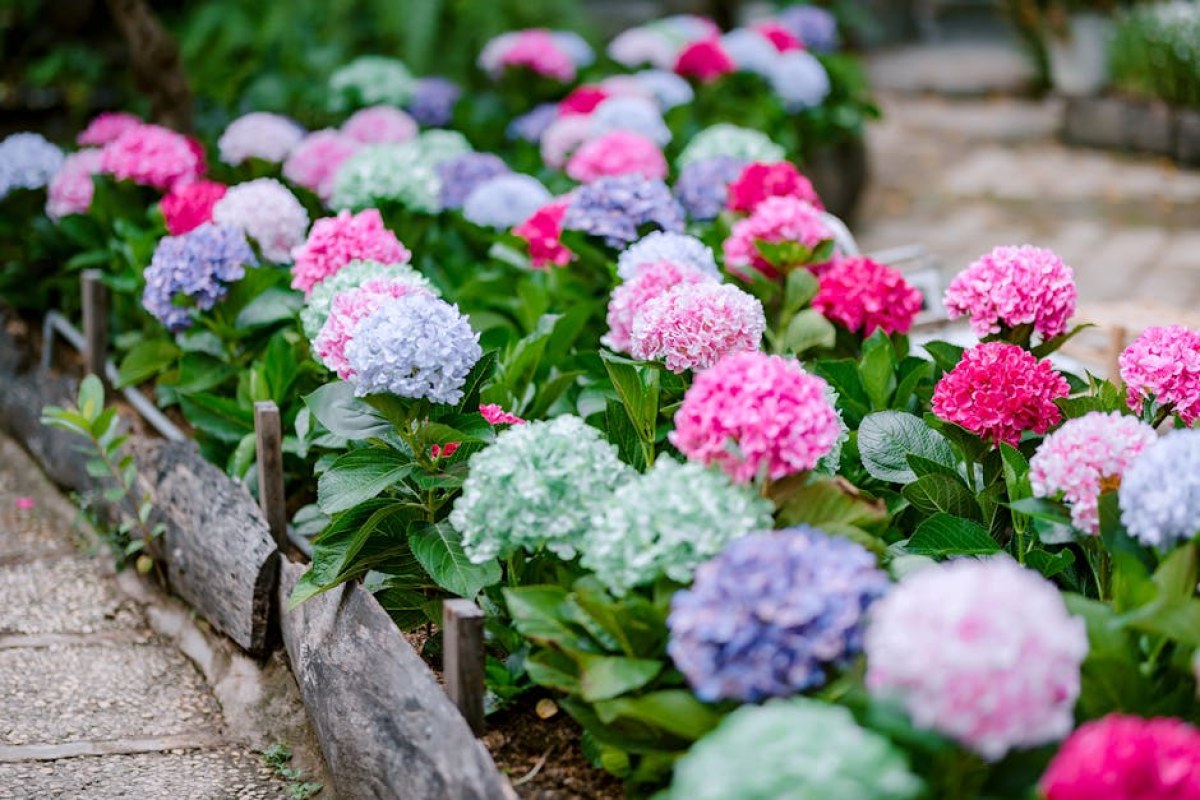 hydrangea garden planting