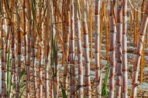 sugar cane field