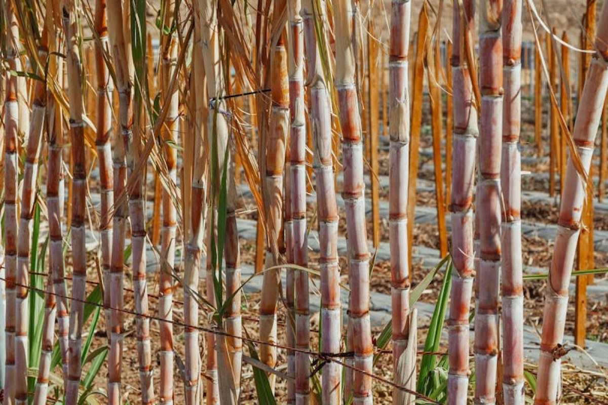 sugar cane field
