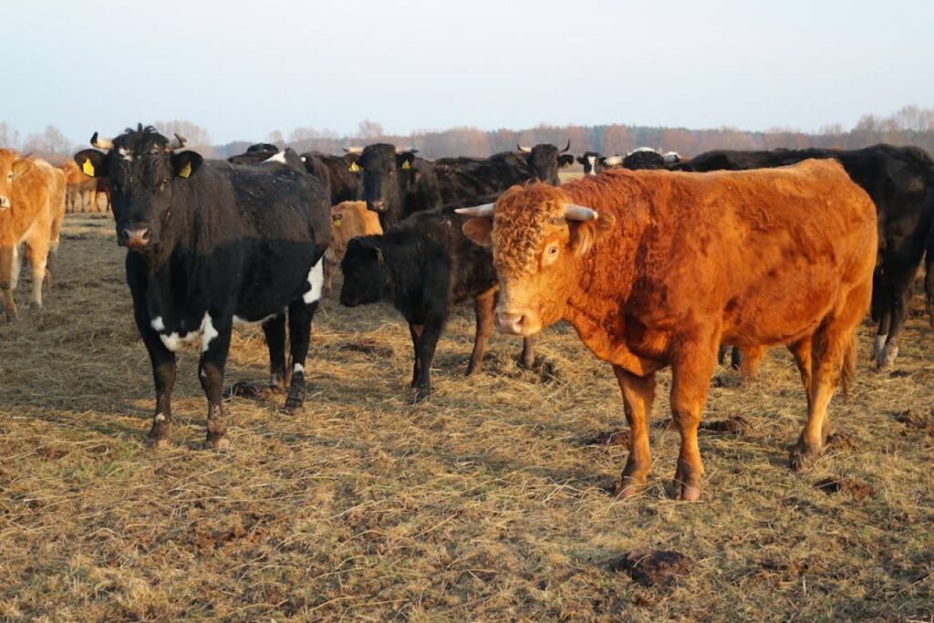 bulls cattle farm