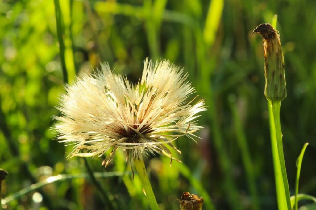 Festylolium seeds