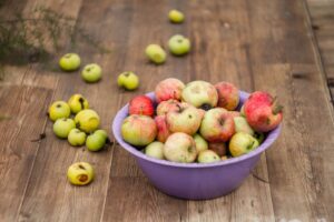 apple cider barrel