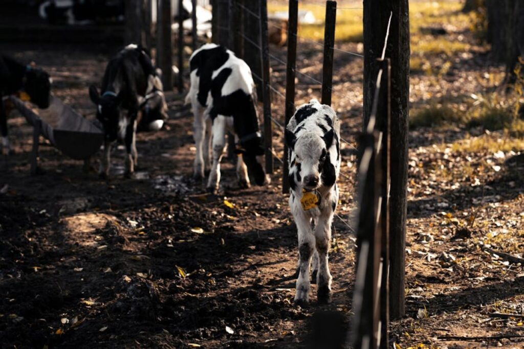calves on farm
