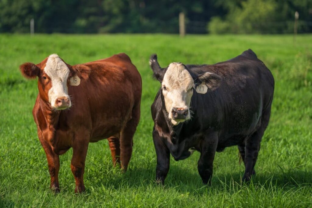 beef cattle