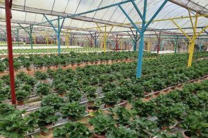 strawberries greenhouse
