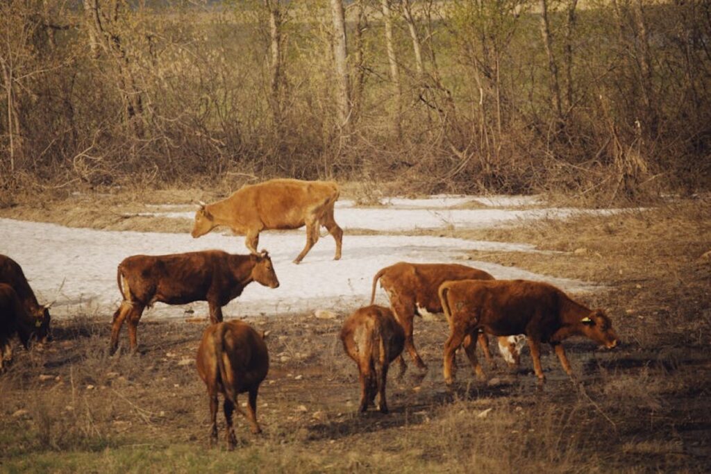 cattle herd