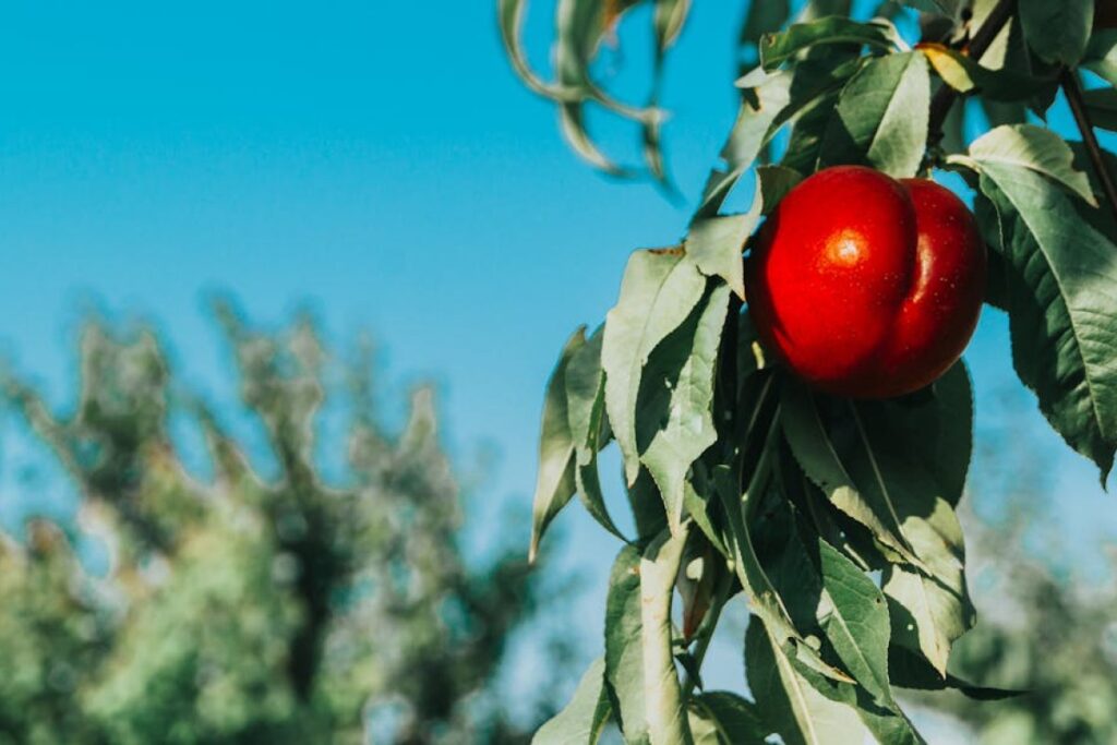 nectarine orchard