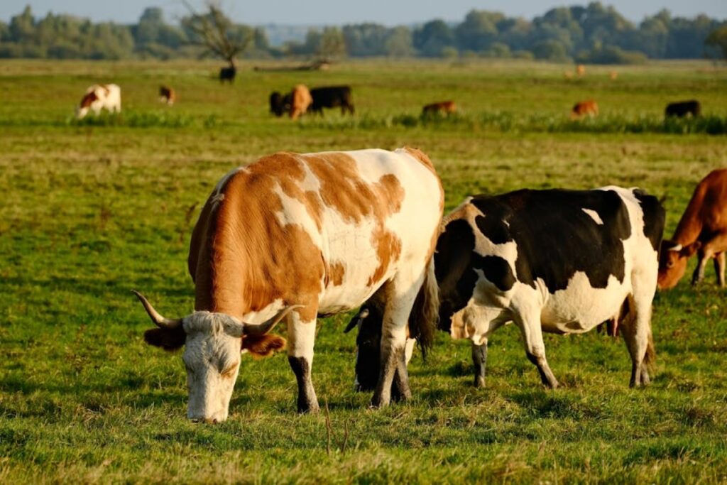 cows pasture