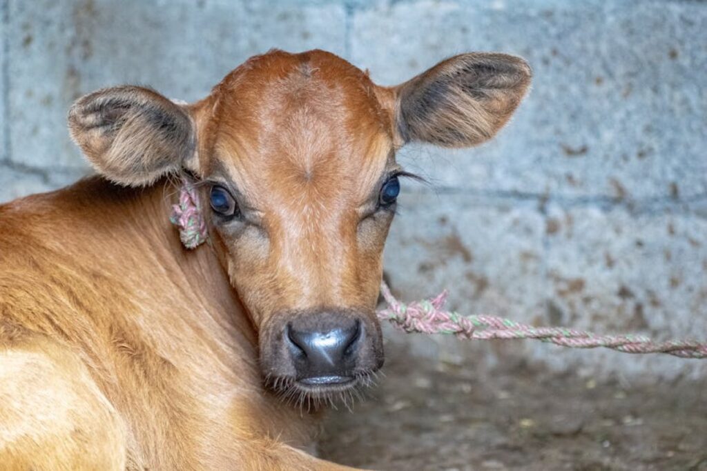 cattle calf