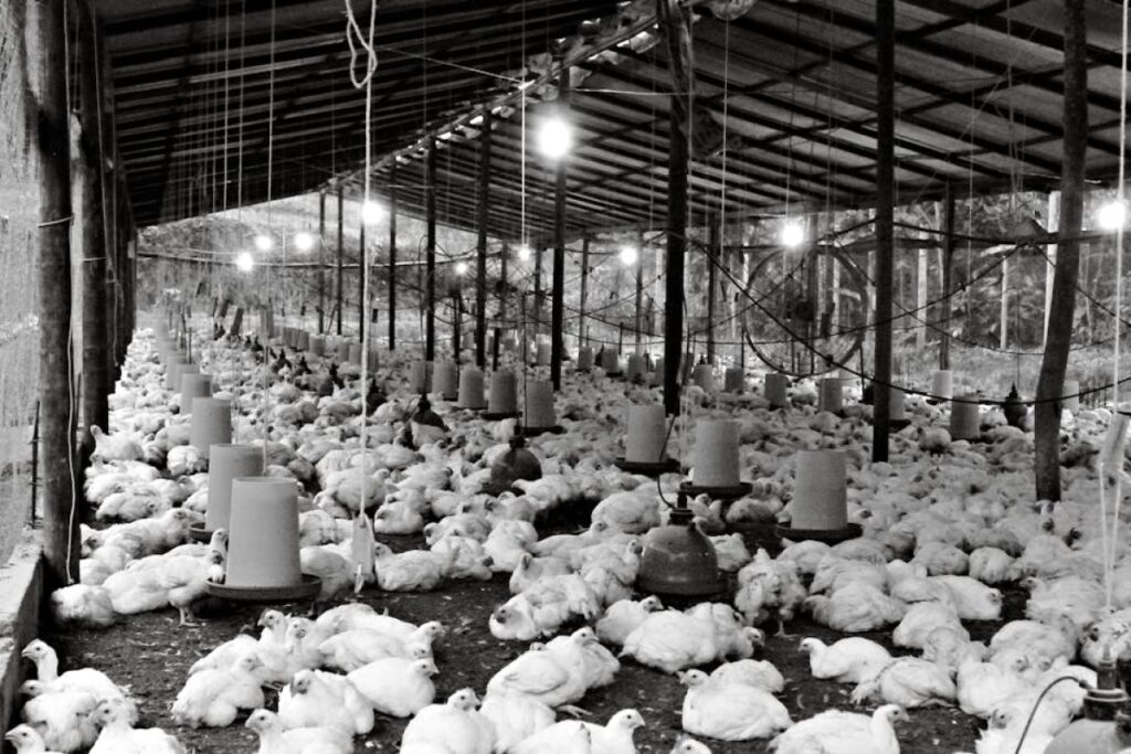 poultry farm MHP