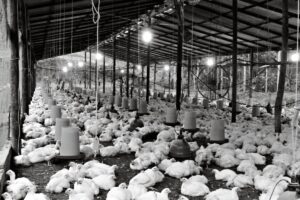 poultry farm MHP