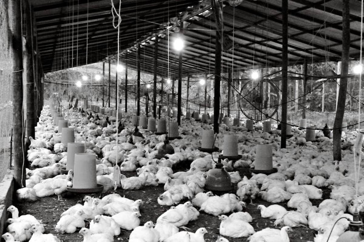 poultry farm MHP
