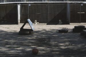 dog kennel steel