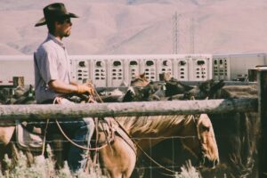 livestock trailer