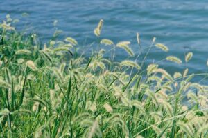 grass seeds