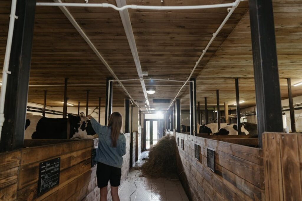 cow barn feeding fence