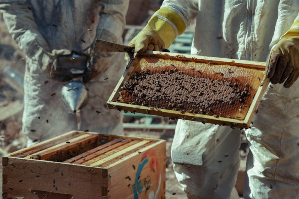 honey extractor
