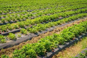 haskap berry field
