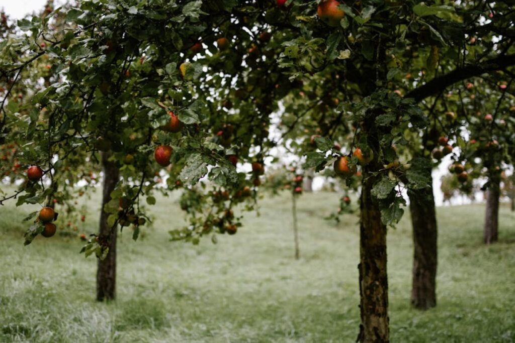 apple orchard Poland