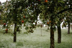 apple orchard Poland