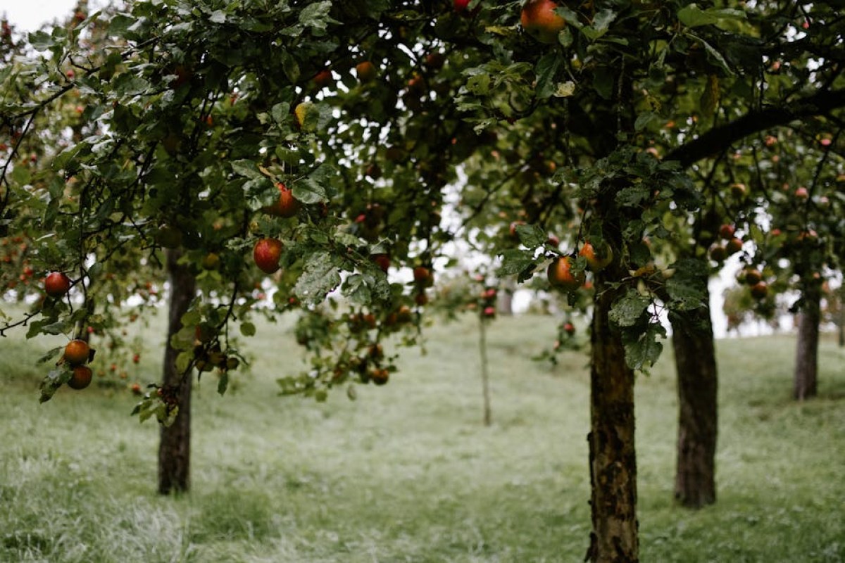 apple orchard Poland