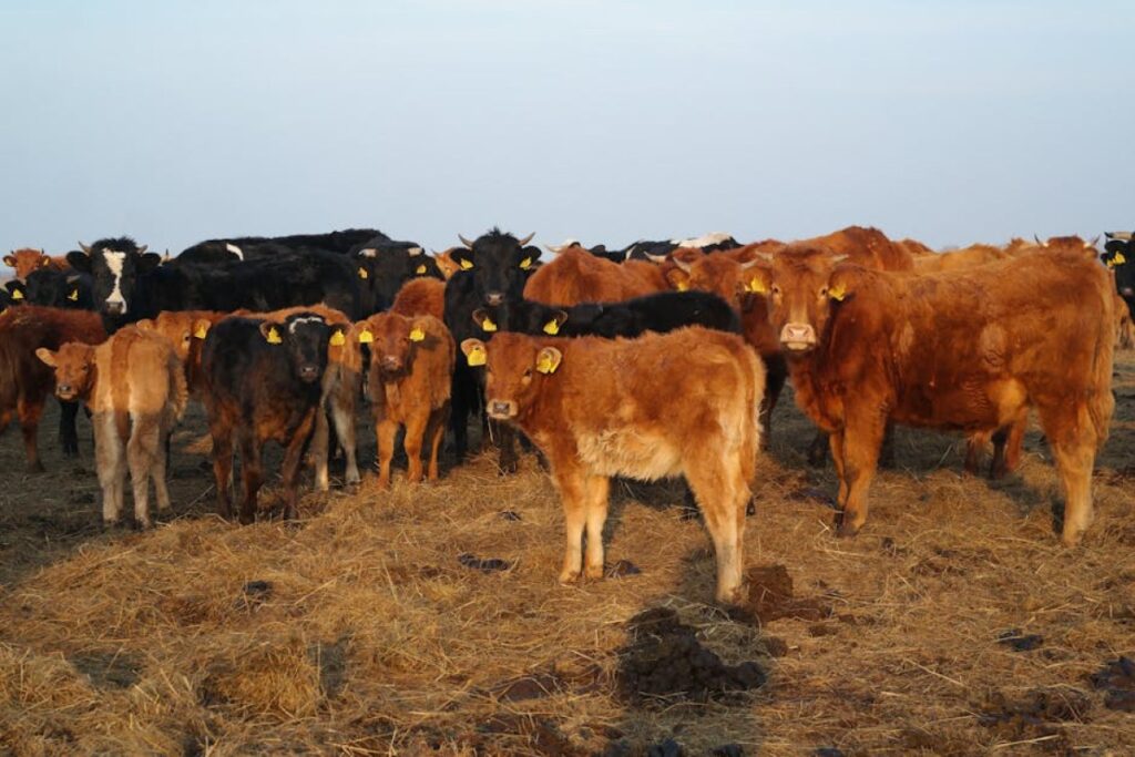 bull calves
