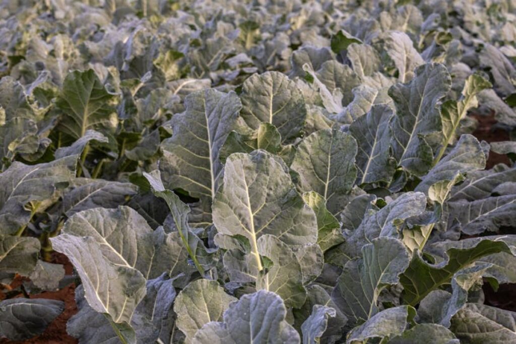 frost damage crops