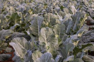 frost damage crops