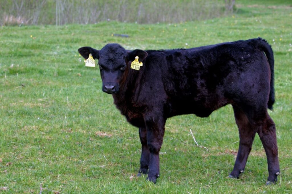 Angus heifer