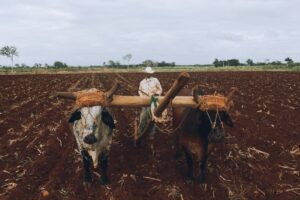 plough field equipment