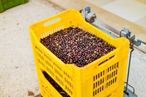 fruit crates