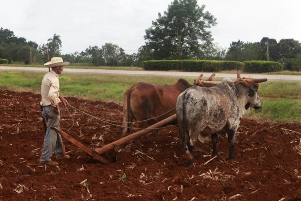 gruber plowing