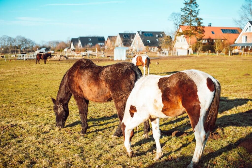 horse hoe KOSMET
