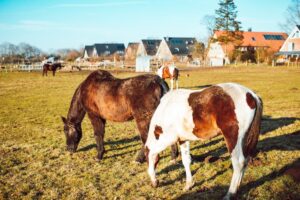 horse hoe KOSMET
