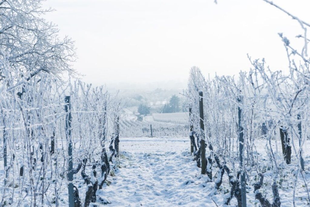 frost damaged orchard