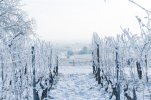 frost damaged orchard