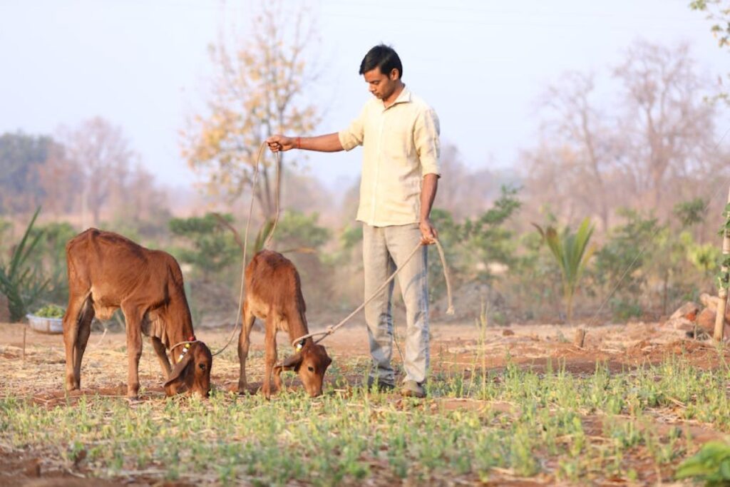 calves for sale