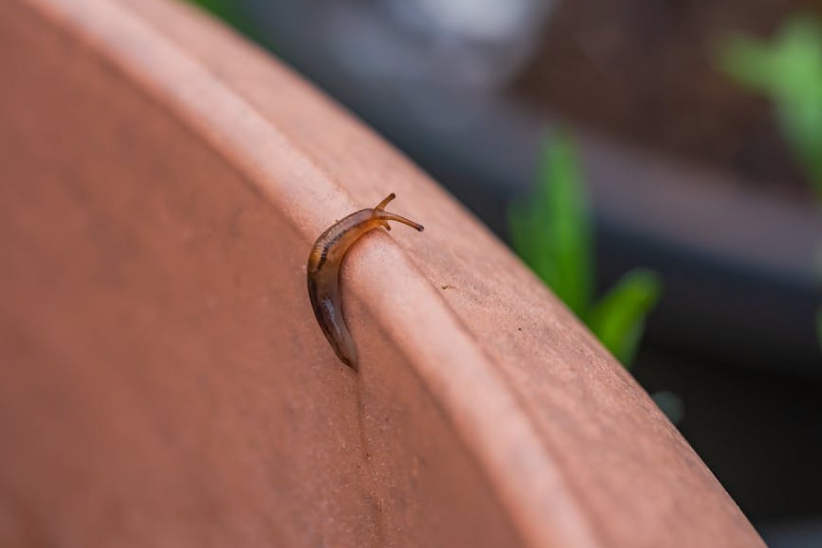 slugs on plants