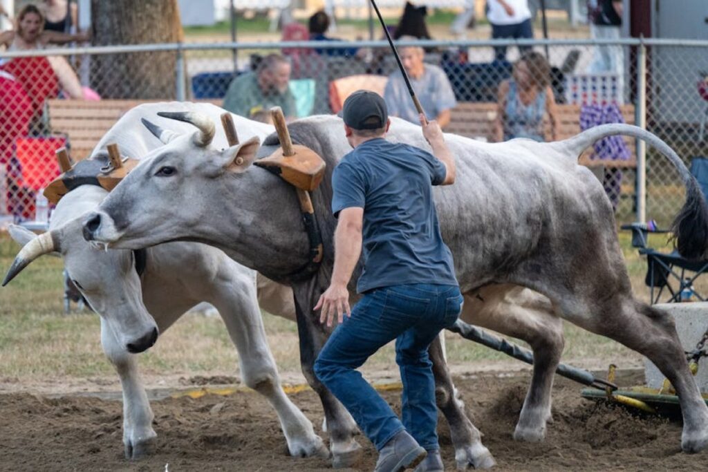 agricultural fair