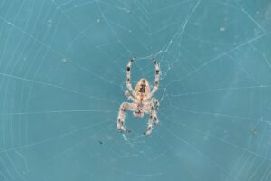 spider good condition