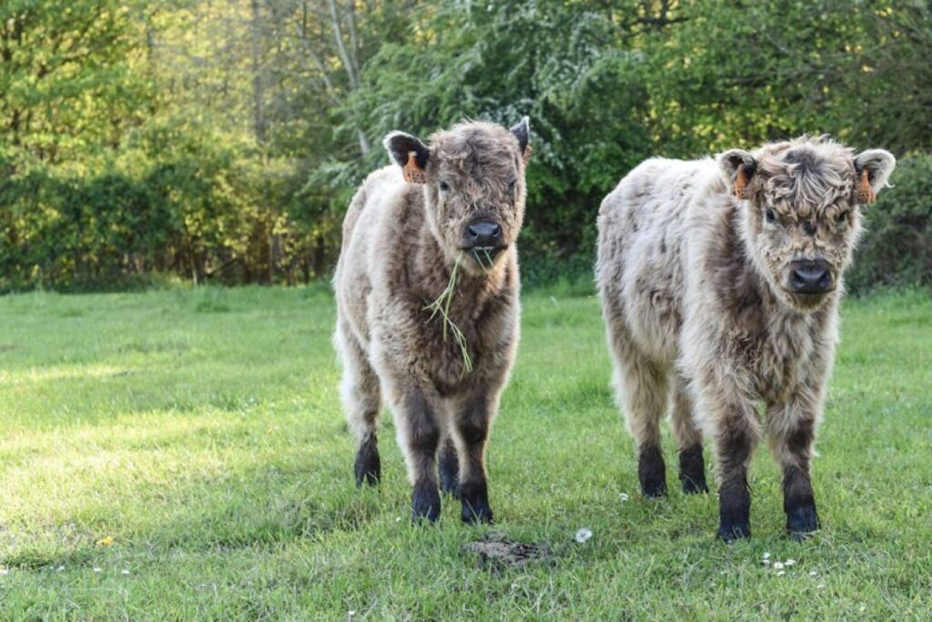 Belgian Blue calves