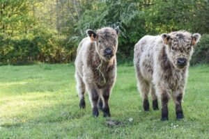 Belgian Blue calves