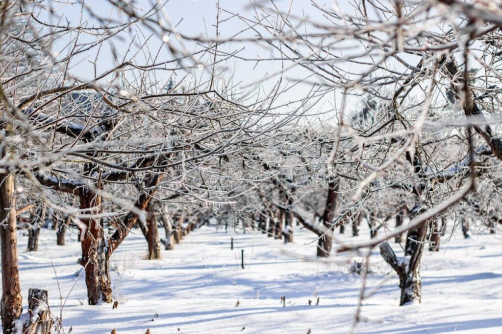 orchard frost damage
