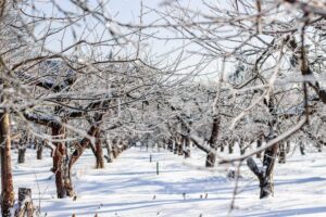 orchard frost damage